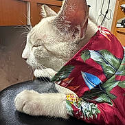 Rolex is registered to the contest to win money with this photo: cat, white_cat, sleeping, pet, indoor, close_up, fur, paw, shirt, red_shirt, floral_pattern, tropical, relaxed, animal, domestic_cat, whiskers, ear, side_view, leisure, black_surface