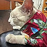 cat, white_cat, sleeping, pet, indoor, close_up, fur, paw, shirt, red_shirt, floral_pattern, tropical, relaxed, animal, domestic_cat, whiskers, ear, side_view, leisure, black_surface