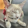 Rolex is registered to the contest to win money with this photo: cat, close_up, resting, fur, whiskers, collar, bell, bandana, pet, indoor, chair, leather, animal, cute, domestic, feline, sleepy, soft, calm, relaxed