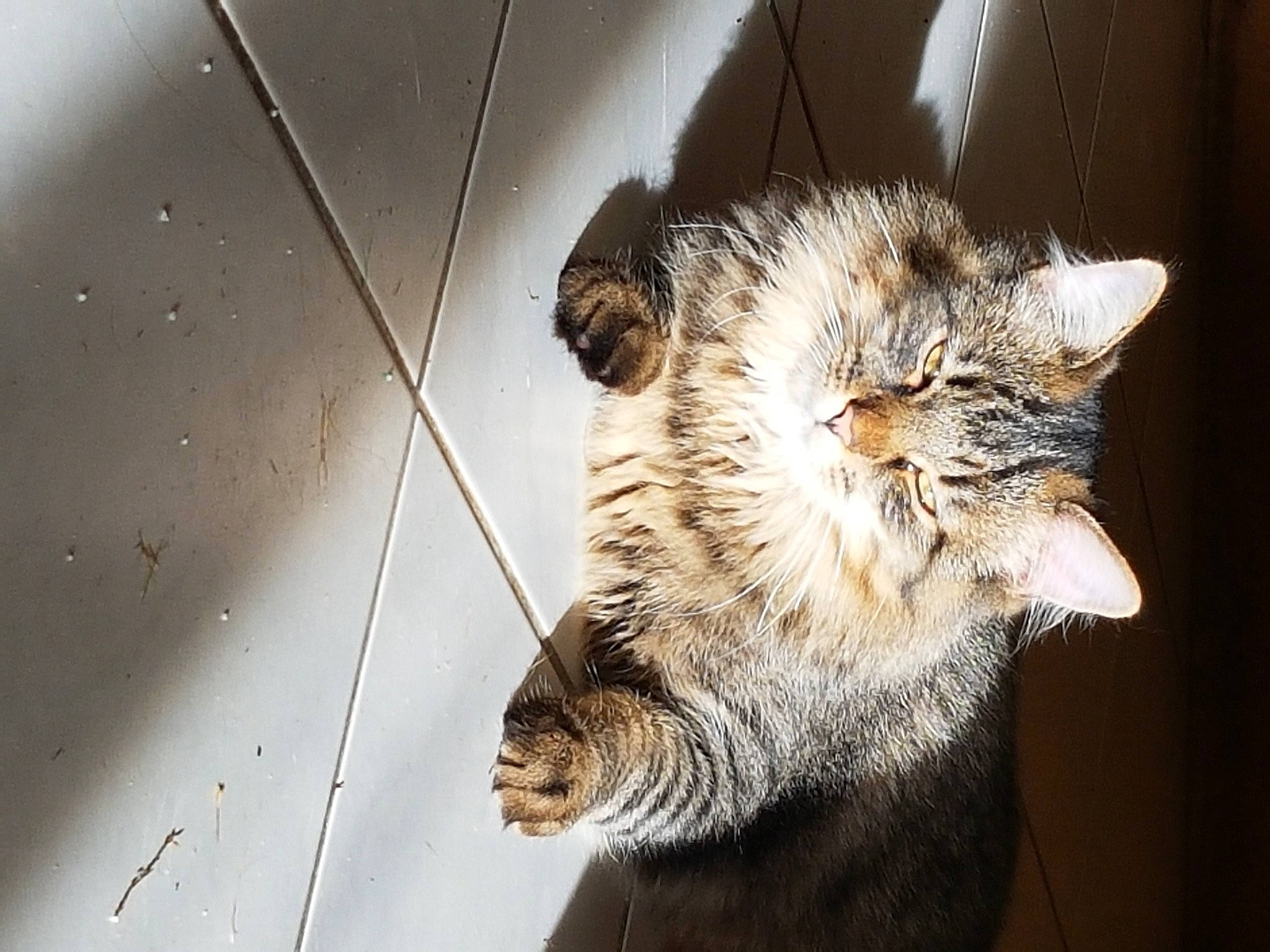 Minou a rejoint le concours — aidez-le/la à gagner de superbes lots ! big_cats, bobcat, carnivore, cat, claw, domestic_short_haired_cat, door, felidae, fur, lynx, paw, small_to_medium_sized_cats, snout, tail, terrestrial_animal, whiskers, wildlife, window, wire, wood