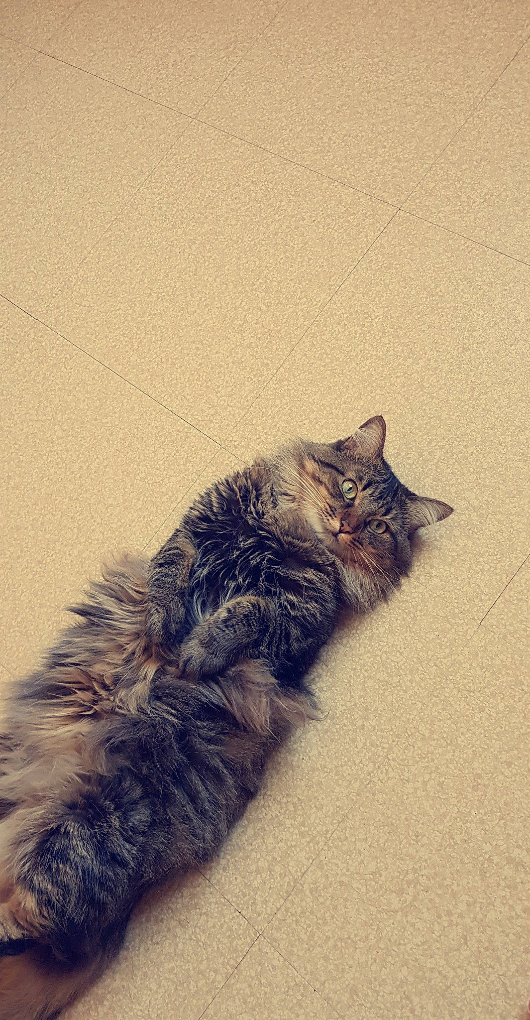 Minou a rejoint le concours — aidez-le/la à gagner de superbes lots ! asphalt, black_cat, carnivore, cat, claw, domestic_short_haired_cat, felidae, flooring, fur, grey, metal, paw, plant, road_surface, shadow, small_to_medium_sized_cats, snout, tail, terrestrial_animal, whiskers