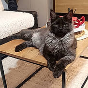 Smoky participe au concours pour gagner de l'argent avec cette photo : animal, black_cat, calm, carpet, cat, coffee_table, cute, decor, fluffy, furniture, gray_cat, indoor, living_room, pet, plant, relaxed, rug, sofa, vase, wooden_table