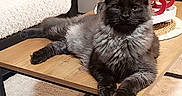 Smoky participe au concours pour gagner de l'argent avec cette photo : animal, black_cat, calm, carpet, cat, coffee_table, cute, decor, fluffy, furniture, gray_cat, indoor, living_room, pet, plant, relaxed, rug, sofa, vase, wooden_table