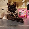 Smoky a rejoint le concours — aidez-le/la à gagner de superbes lots ! cat, fluffy, indoor, tile_floor, pet_food, purina_one, pink_packaging, relaxed, feline, animal, domestic_cat, storage_boxes, cat_tower, brown_cat, long_hair, laying_down, floor, pet, household, cozy