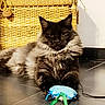 Smoky participe au concours pour gagner de l'argent avec cette photo : cat, toy, floor, indoor, basket, plant, potted_plant, furniture, tile_floor, pet, animal, domestic_animal, playful, fur, dark_fur, relaxed, curious, ribbon, decor, home