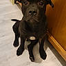 dog, black_dog, pet, floor, wooden_cabinet, indoor, animal, canine, sitting, looking_up, ears, tail, white_patch, curious, domestic_animal, house, flooring, young_dog, companion, friendly