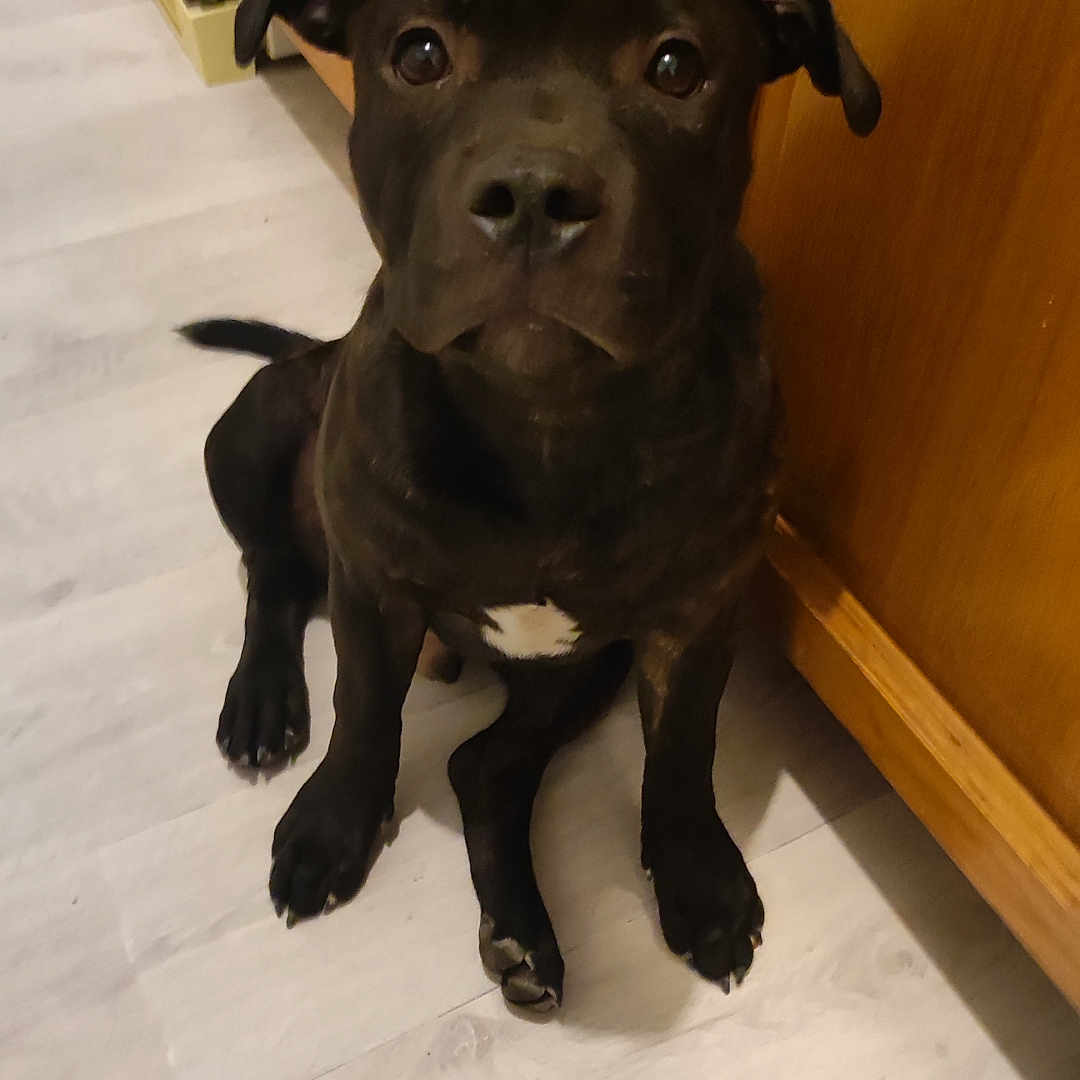 Vulko a rejoint le concours — aidez-le/la à gagner de superbes lots ! dog, black_dog, pet, floor, wooden_cabinet, indoor, animal, canine, sitting, looking_up, ears, tail, white_patch, curious, domestic_animal, house, flooring, young_dog, companion, friendly