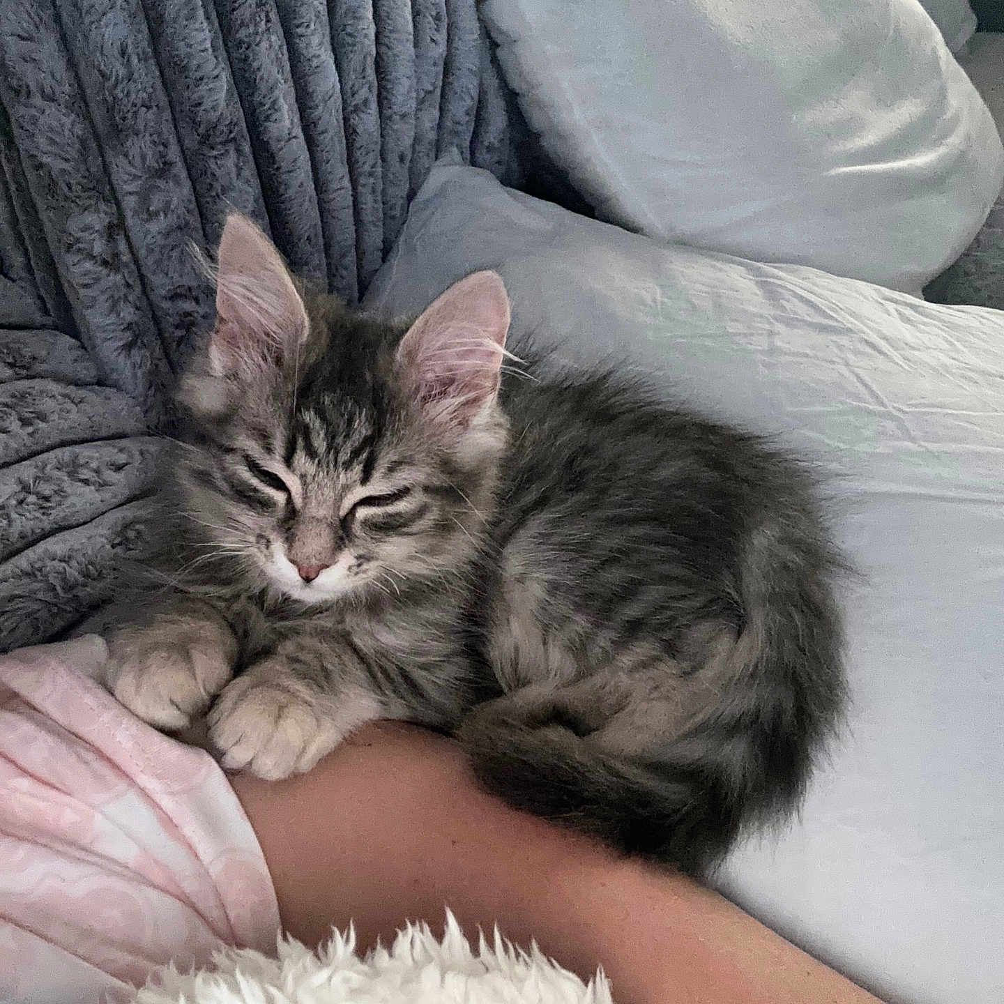 Hunter is registered to the contest to win money with this photo: animal, arm, bed, blanket, cat, comfort, cozy, cute, feline, fur, indoor, kitten, pet, pillow, relaxed, resting, sleeping, soft, tabby, young