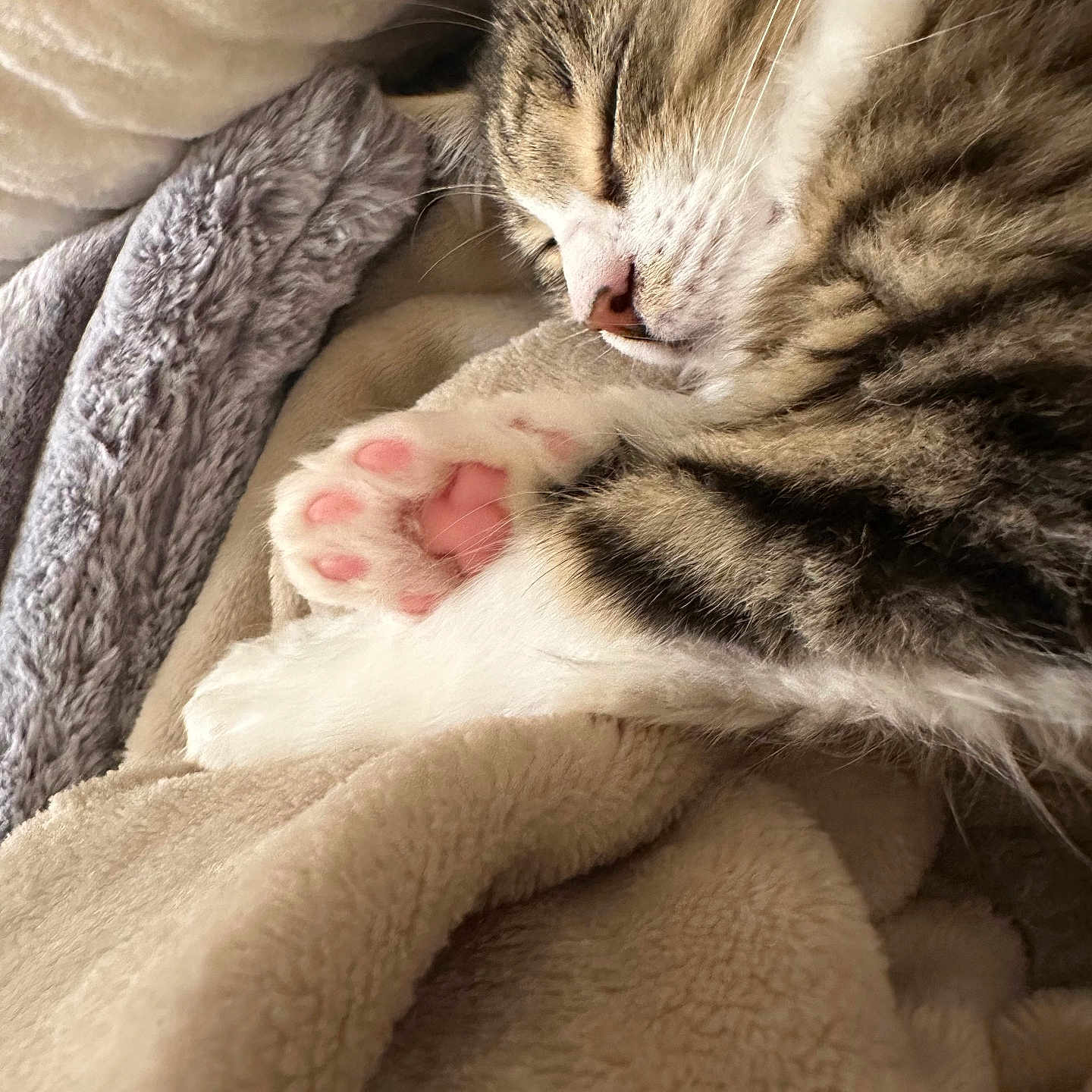 Hudson joined the competition — help win amazing prizes! animal, blanket, cat, close_up, cozy, cute, fluffy, fur, indoor, nap, paw, pet, pink_paw_pads, relaxation, resting, sleeping, soft_texture, tabby, warm, whiskers