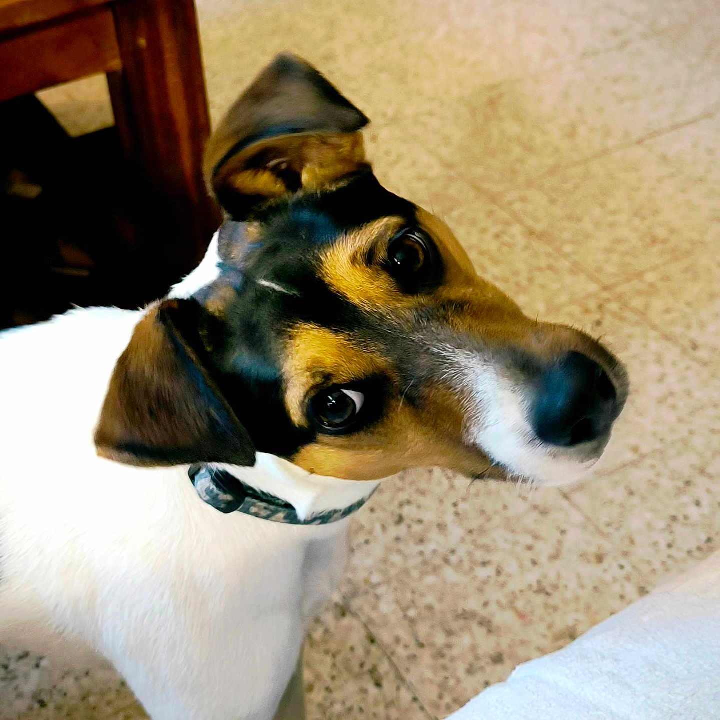 Bella a rejoint le concours — aidez-le/la à gagner de superbes lots ! alert, animal, black_and_tan, canine, close_up, collar, companion, curious, cute, dog, domestic, ears, floor, furniture, head_tilt, indoor, looking_up, pet, tile, white_fur