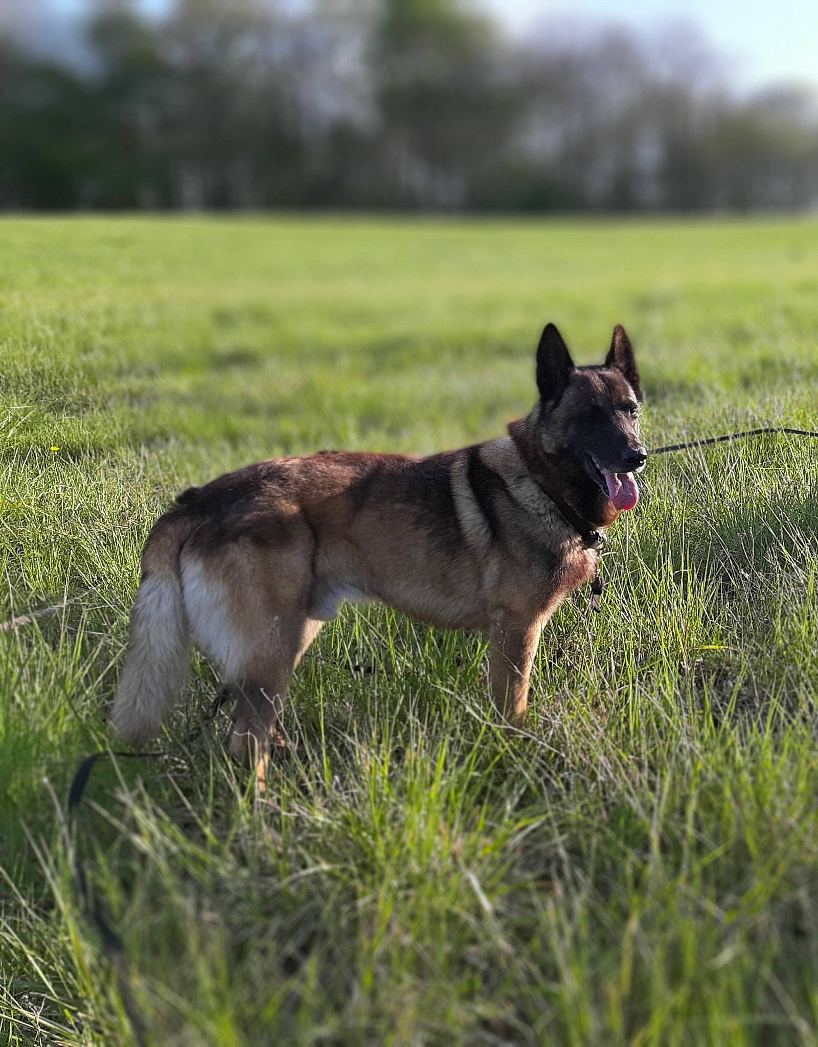 Hutch a rejoint le concours — aidez-le/la à gagner de superbes lots ! canidae, carnivore, companion_dog, dog, dog_breed, dog_supply, fawn, grass, grassland, pasture, plant, prairie, sky, snout, sporting_group, tail, terrestrial_animal, tree, working_animal, working_dog