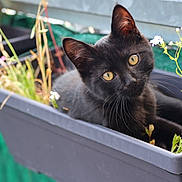 Coyotte participe au concours pour gagner de l'argent avec cette photo : black_cat, kitten, planter_box, yellow_eyes, green_plants, curious, outdoor, pet, animal, fur, whiskers, ears, nature, flower, closeup, young_cat, relaxed, garden, small, cute