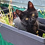 black_cat, kitten, planter_box, yellow_eyes, green_plants, curious, outdoor, pet, animal, fur, whiskers, ears, nature, flower, closeup, young_cat, relaxed, garden, small, cute