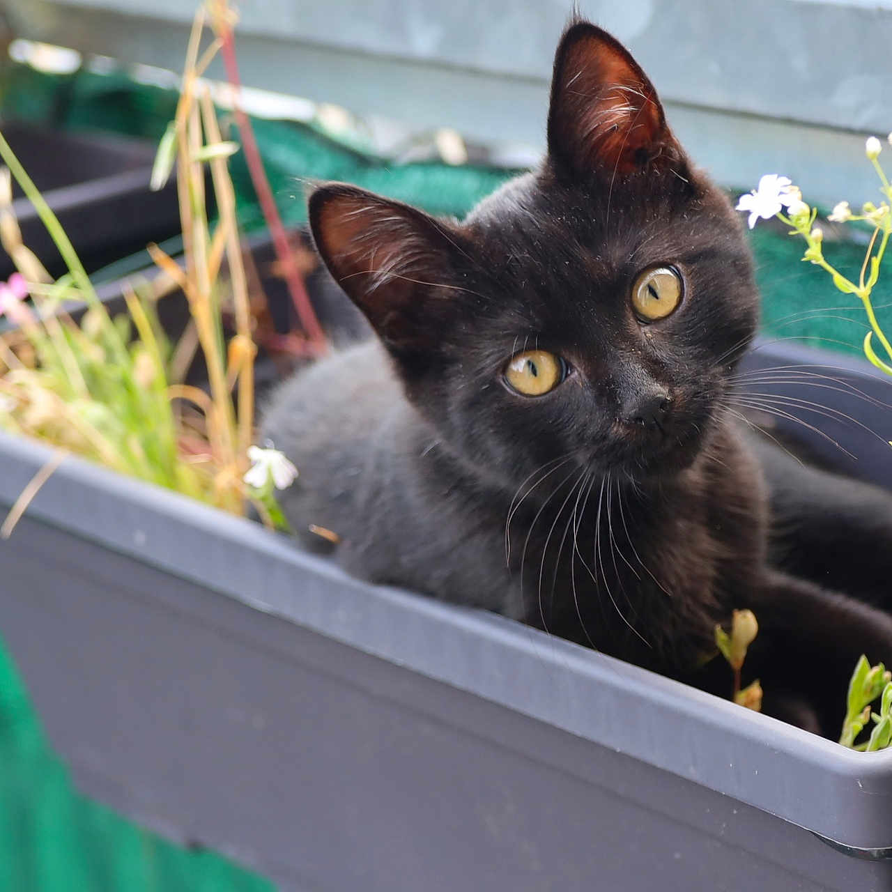 Coyotte participe au concours pour gagner de l'argent avec cette photo : animal, black_cat, closeup, curious, cute, ears, flower, fur, garden, green_plants, kitten, nature, outdoor, pet, planter_box, relaxed, small, whiskers, yellow_eyes, young_cat
