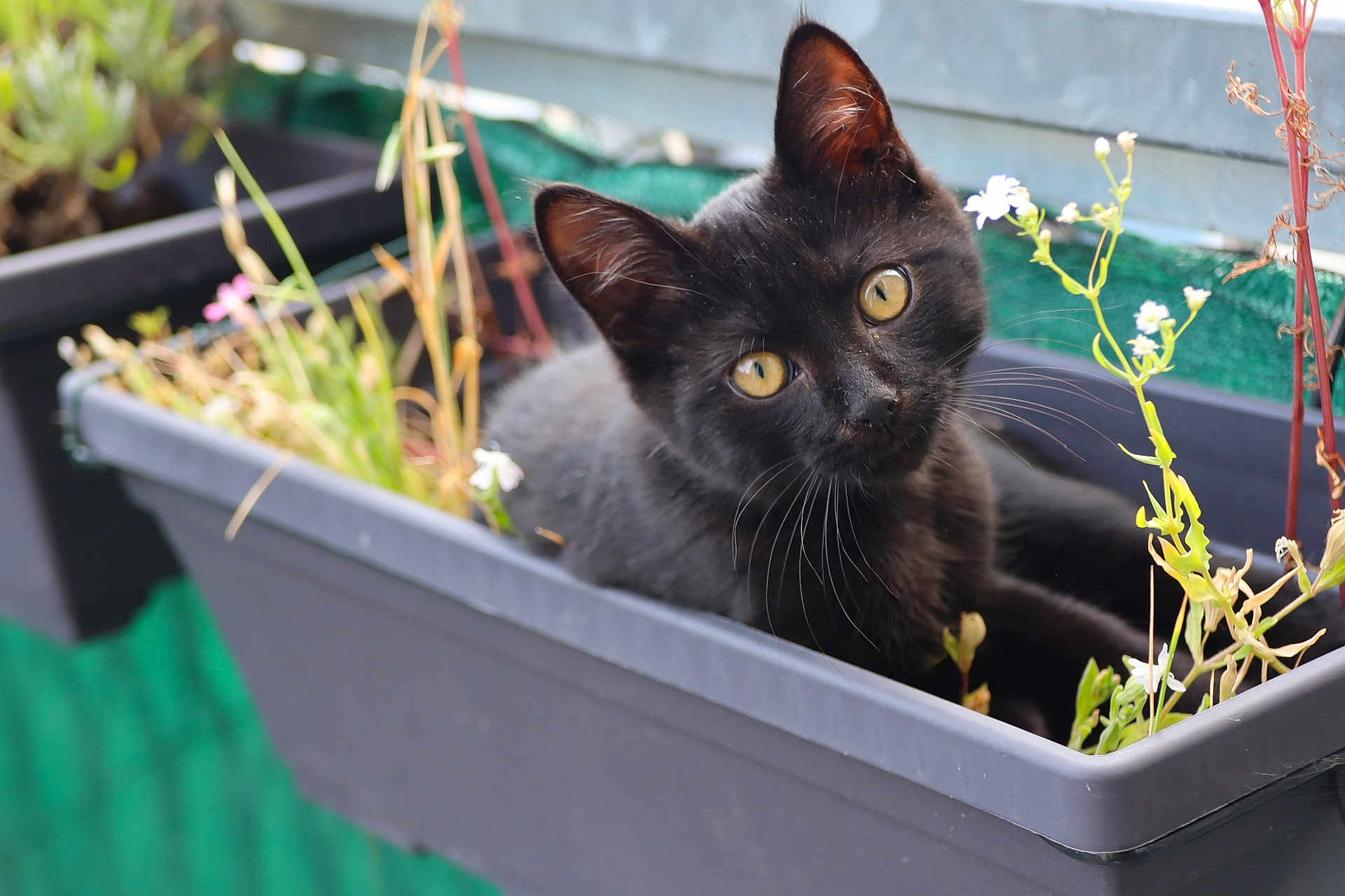 Coyotte participe au concours pour gagner de l'argent avec cette photo : black_cat, kitten, planter_box, yellow_eyes, green_plants, curious, outdoor, pet, animal, fur, whiskers, ears, nature, flower, closeup, young_cat, relaxed, garden, small, cute