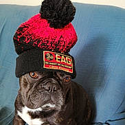 Pepsi participe au concours pour gagner de l'argent avec cette photo : animal, baseballcap, beanie, bulldog, canine, cap, chair, clothing, couch, cushion, dog, frenchbulldog, furniture, hat, head, homedecor, person, pet, pug, puppy