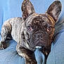 animal, blue, brindle, canine, closeup, companion, cute, dog, domestic, ears, face, french_bulldog, fur, looking, mammal, paw, pet, portrait, resting, texture
