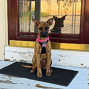 Athena joined the competition — help win amazing prizes! dog, puppy, portrait, sitting, outdoor, front_door, doorway, welcome_mat, collar, pink_collar, name_tag, reflection, shadow, glass, wooden_floor, porch, sunlight, fence, house, ears