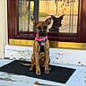 dog, puppy, portrait, sitting, outdoor, front_door, doorway, welcome_mat, collar, pink_collar, name_tag, reflection, shadow, glass, wooden_floor, porch, sunlight, fence, house, ears