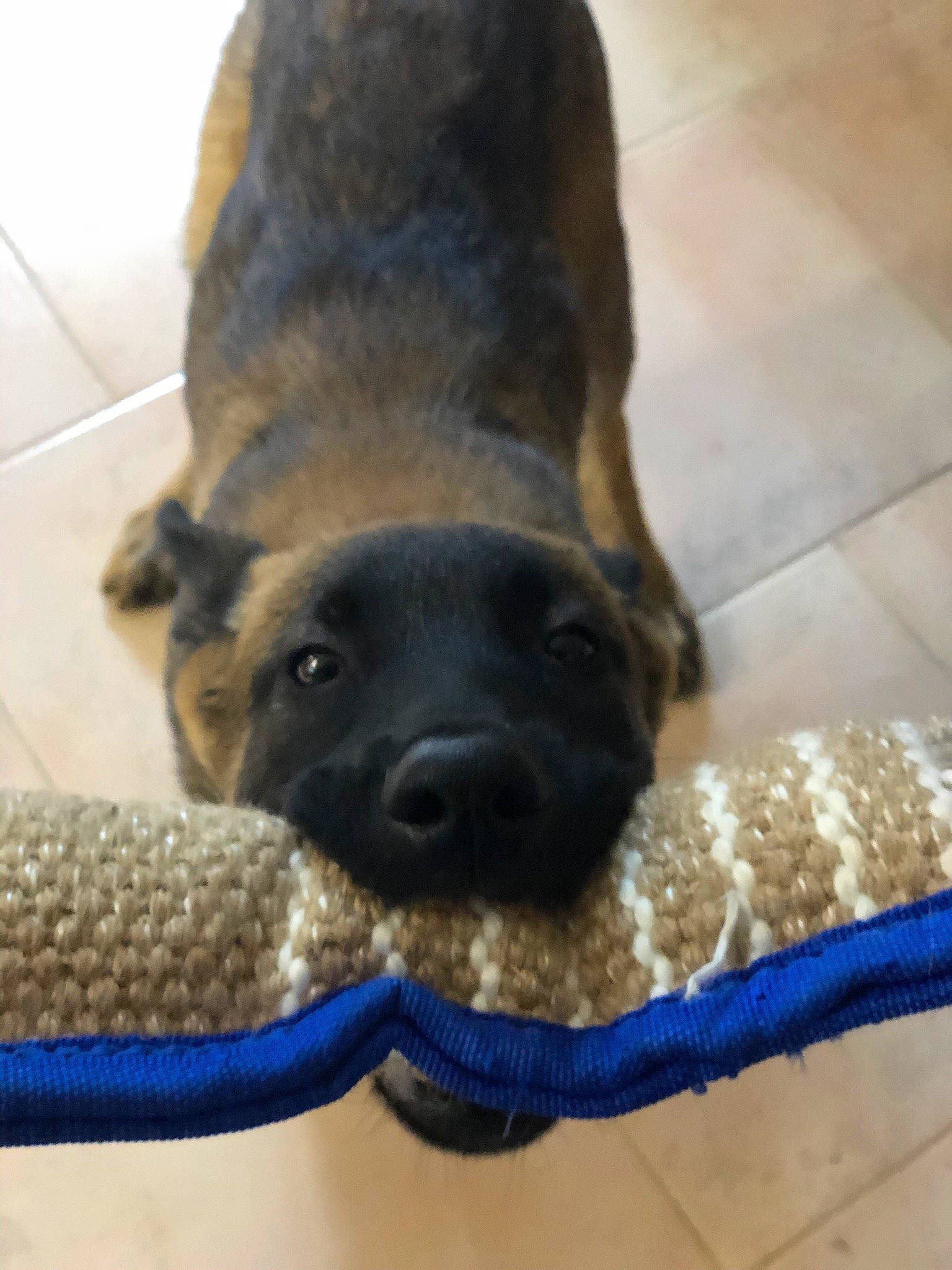 Pablo participe au concours pour gagner de l'argent avec cette photo : border_terrier, canidae, carnivore, dog, dog_breed, fawn, puppy, snout, sporting_group