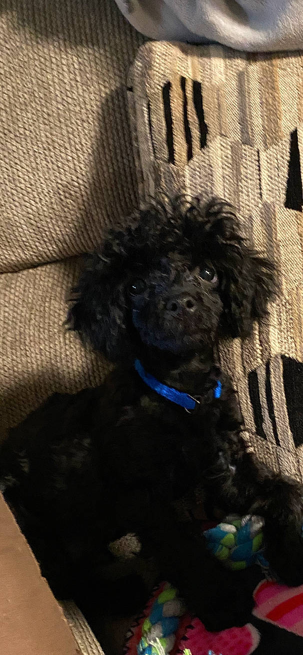 Jigsaw is registered to the contest to win money with this photo: art, canidae, carnivore, collar, companion_dog, dog, dog_breed, dog_collar, dog_supply, electric_blue, fur, giant_dog_breed, liver, poodle, sporting_group, terrestrial_animal, terrier, toy_dog, water_dog, working_animal