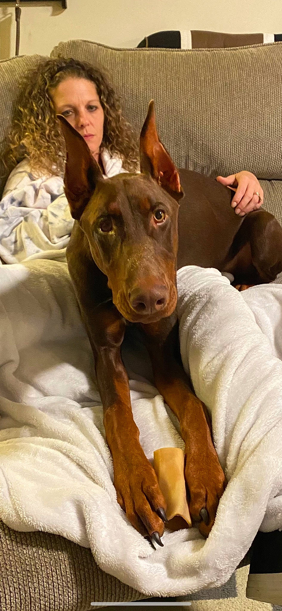 Apollo joined the competition — help win amazing prizes! ancient_dog_breeds, canidae, carnivore, comfort, companion_dog, dog, dog_breed, dog_sports, ear, fawn, guard_dog, jaw, liver, pinscher, snout, sporting_group, toy_dog, whiskers, working_animal, working_dog