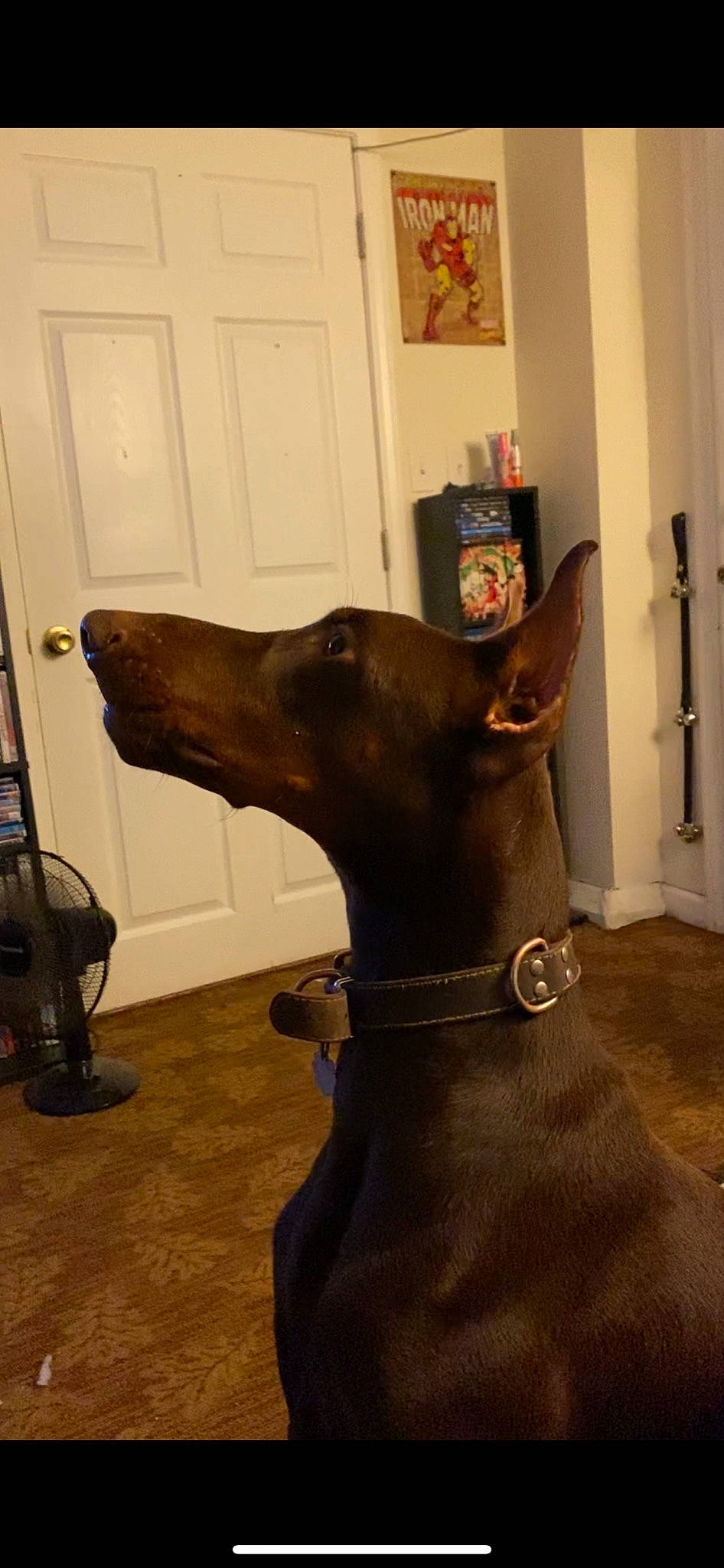 Apollo joined the competition — help win amazing prizes! art, bag, canidae, carnivore, collar, companion_dog, dog, dog_breed, dog_collar, door, fawn, flooring, liver, luggage_and_bags, pet_supply, snout, sporting_group, whiskers, wood, working_animal