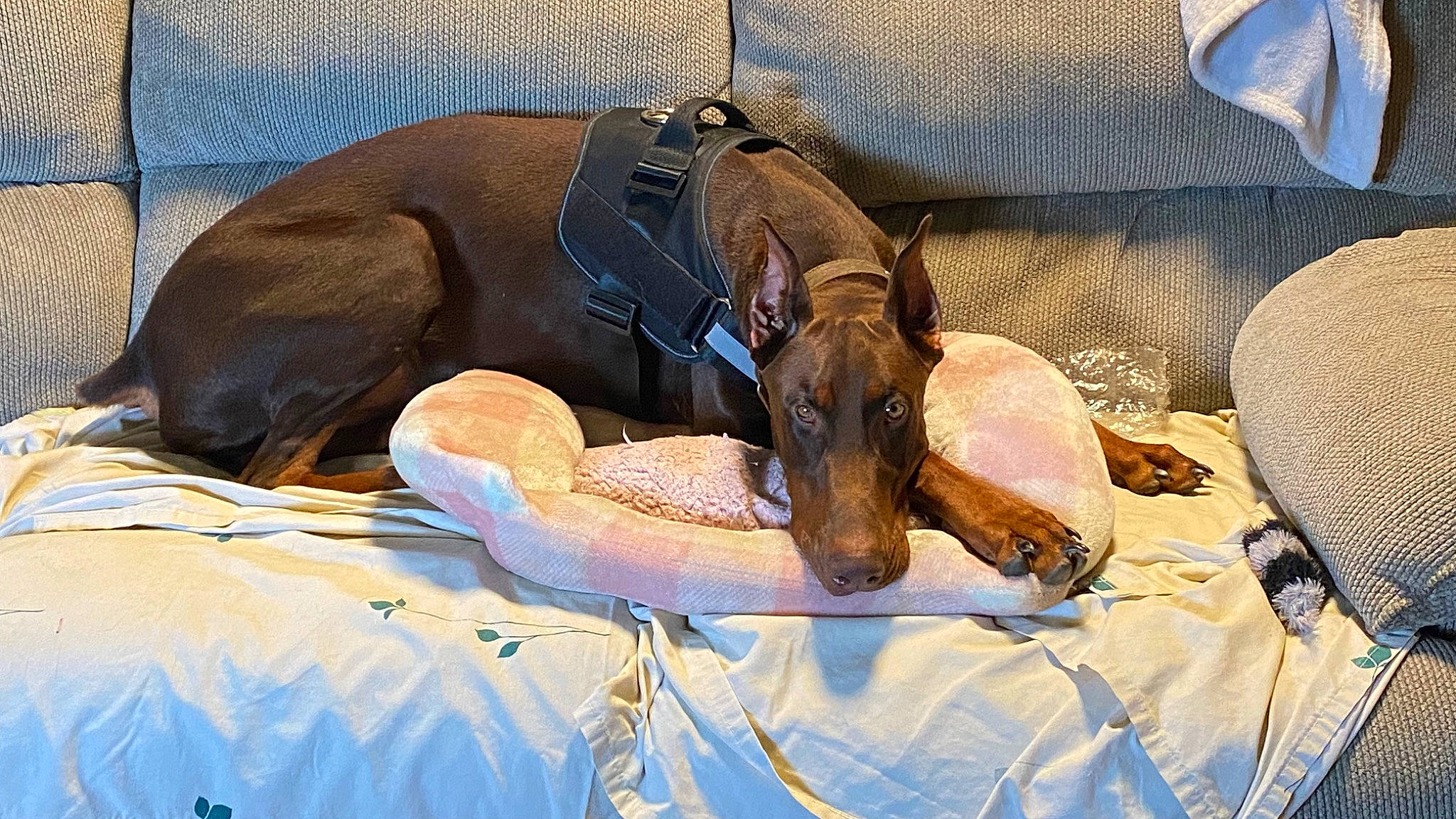 Apollo is registered to the contest to win money with this photo: canidae, carnivore, comfort, companion_dog, dog, dog_breed, dog_supply, fawn, foot, linens, liver, nap, natural_material, pet_supply, sleep, snout, sporting_group, terrestrial_animal, working_animal