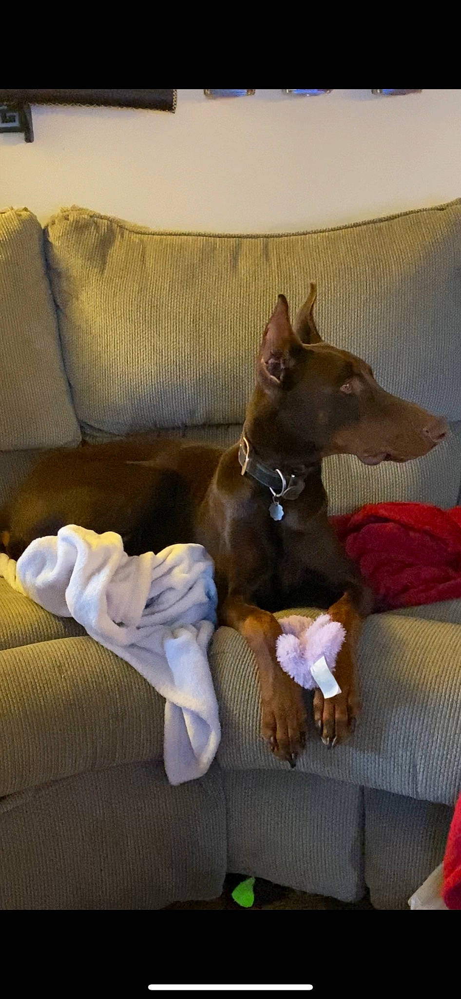 Apollo joined the competition — help win amazing prizes! canidae, carnivore, collar, comfort, companion_dog, dog, dog_breed, dog_supply, fawn, linens, liver, non_sporting_group, rampur_greyhound, room, sighthound, sporting_group, terrestrial_animal, toy_dog, working_animal