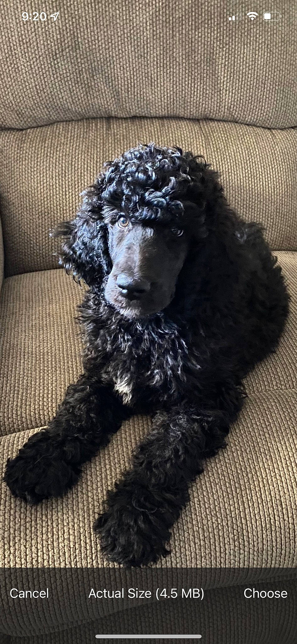 Jasper is registered to the contest to win money with this photo: canidae, carnivore, companion_dog, couch, dog, dog_breed, flooring, fur, metal, pattern, poodle, snout, spaniel, sporting_group, stuffed_toy, terrestrial_animal, toy, toy_dog, water_dog, working_animal