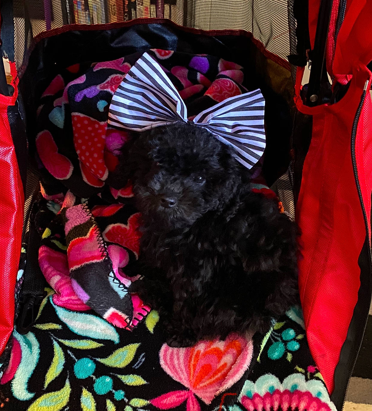 Annabelle joined the competition — help win amazing prizes! art, black, canidae, carmine, carnivore, companion_dog, dog, dog_breed, dog_supply, fashion_accessory, fawn, fur, hat, linens, magenta, pattern, pink, red, sleeve, sporting_group