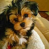 puppy, dog, small_dog, yorkshire_terrier, long_hair, fluffy, brown_fur, black_fur, white_fur, face, eyes, nose, portrait, sitting, blanket, couch, indoor, pet, cute, close_up