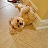 dog, dogs, puppy, fluffy, small_dog, cream_colored, golden, curly_fur, long_hair, lying_down, upside_down, looking_at_camera, indoor, tiled_floor, hallway, wall, baseboard, sandals, pet, cute