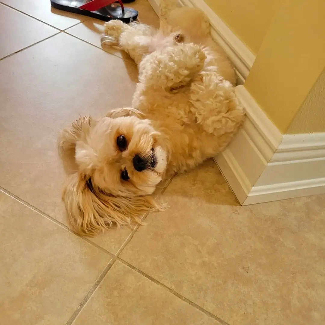 Spy joined the competition — help win amazing prizes! dog, dogs, puppy, fluffy, small_dog, cream_colored, golden, curly_fur, long_hair, lying_down, upside_down, looking_at_camera, indoor, tiled_floor, hallway, wall, baseboard, sandals, pet, cute