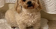 Spy is registered to the contest to win money with this photo: dog, small_dog, fluffy, cream_colored, long_hair, curly_fur, sitting, portrait, indoors, home, rug, carpet, textured_wall, cozy, pet, animal, front_facing, brown_eyes, black_nose, adorable