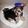 puppy, dog, small_dog, fluffy, long_hair, brown, black, white, sitting, smiling, open_mouth, pet, animal, dog_bed, plush_bed, toy, colorful_toy, indoor, tile_floor, portrait