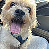 Spy joined the competition — help win amazing prizes! dog, small_dog, fluffy, shaggy_fur, cream_fur, tongue, panting, large_eyes, black_nose, harness, pet, companion_animal, car, car_interior, passenger_seat, road_trip, sunlight, close_up, portrait, cute