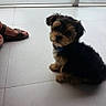 puppy, dog, small_dog, fluffy, black_and_tan, blue_collar, sitting, pet, animal, cute, portrait, indoor, tile_floor, white_floor, sandal, human_feet, long_hair, shih_tzu, companion_animal, adorable