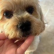 Spy joined the competition — help win amazing prizes! dog, puppy, fluffy, small_dog, close_up, portrait, face, eyes, nose, fur, tan, cream, long_hair, cute, adorable, hand, pet, indoors, soft_lighting, snout