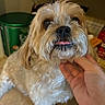 dog, small_dog, fluffy, cream_colored, long_hair, shih_tzu, portrait, close_up, pet, canine, tongue, big_eyes, black_nose, sitting, indoor, home, hand, petting, cage, adorable