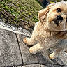 Spy joined the competition — help win amazing prizes! dog, puppy, small_dog, fluffy, cream_colored, fur, portrait, close_up, outdoor, garden, grass, paving_stones, sidewalk, sitting, standing, looking_at_camera, black_nose, dark_eyes, pet, cute