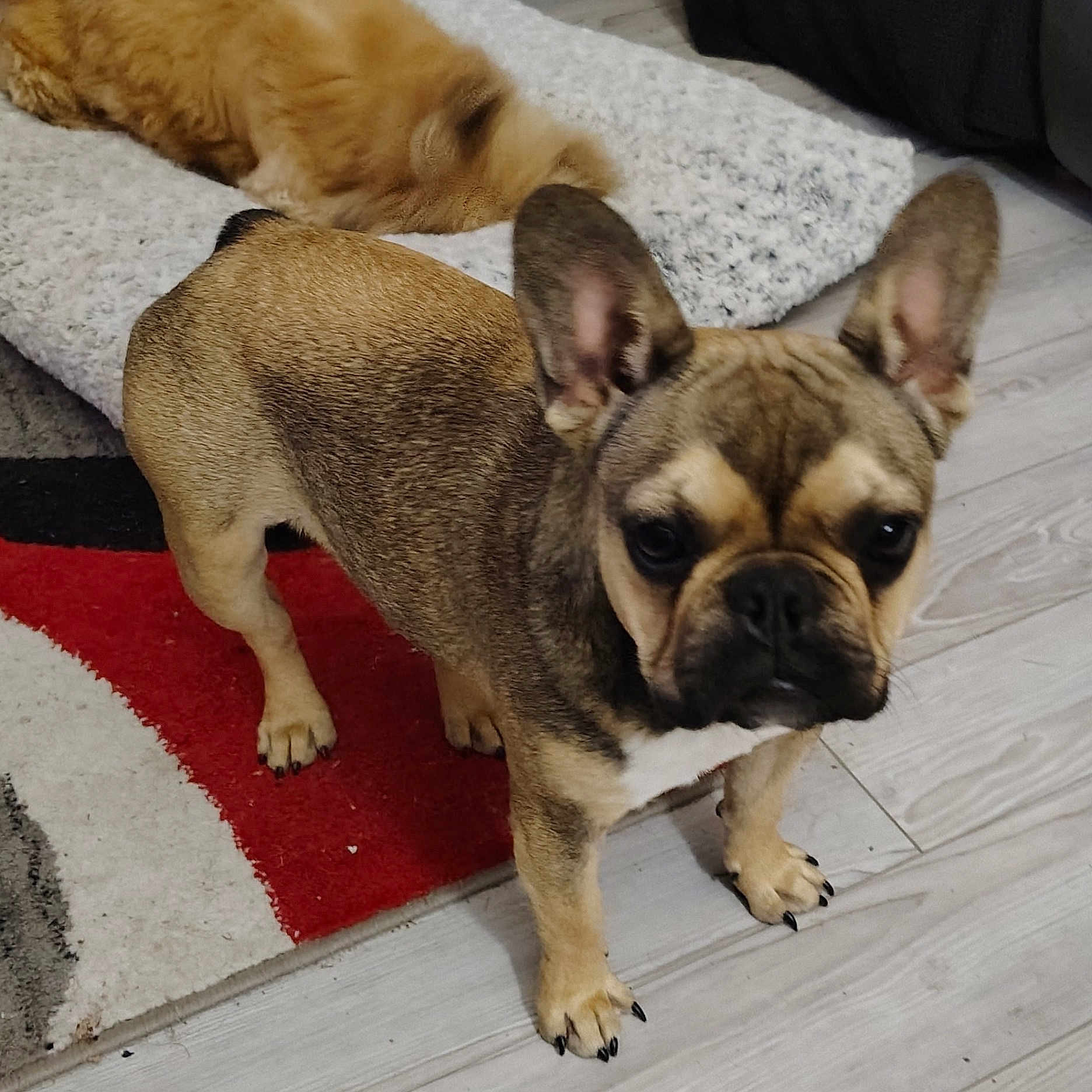 Rain is registered to the contest to win money with this photo: animal, bostonbull, boxer, bulldog, canine, dog, frenchbulldog, hound, person, pet, pitbull, pug, puppy, sleeping