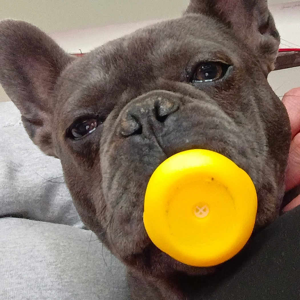 Blue joined the competition — help win amazing prizes! animal, ball, bostonbull, boxer, bulldog, canine, dog, face, frenchbulldog, person, pet, pitbull, puppy, sleeping, snout, sport, tennis, tennisball, toy, whitedog