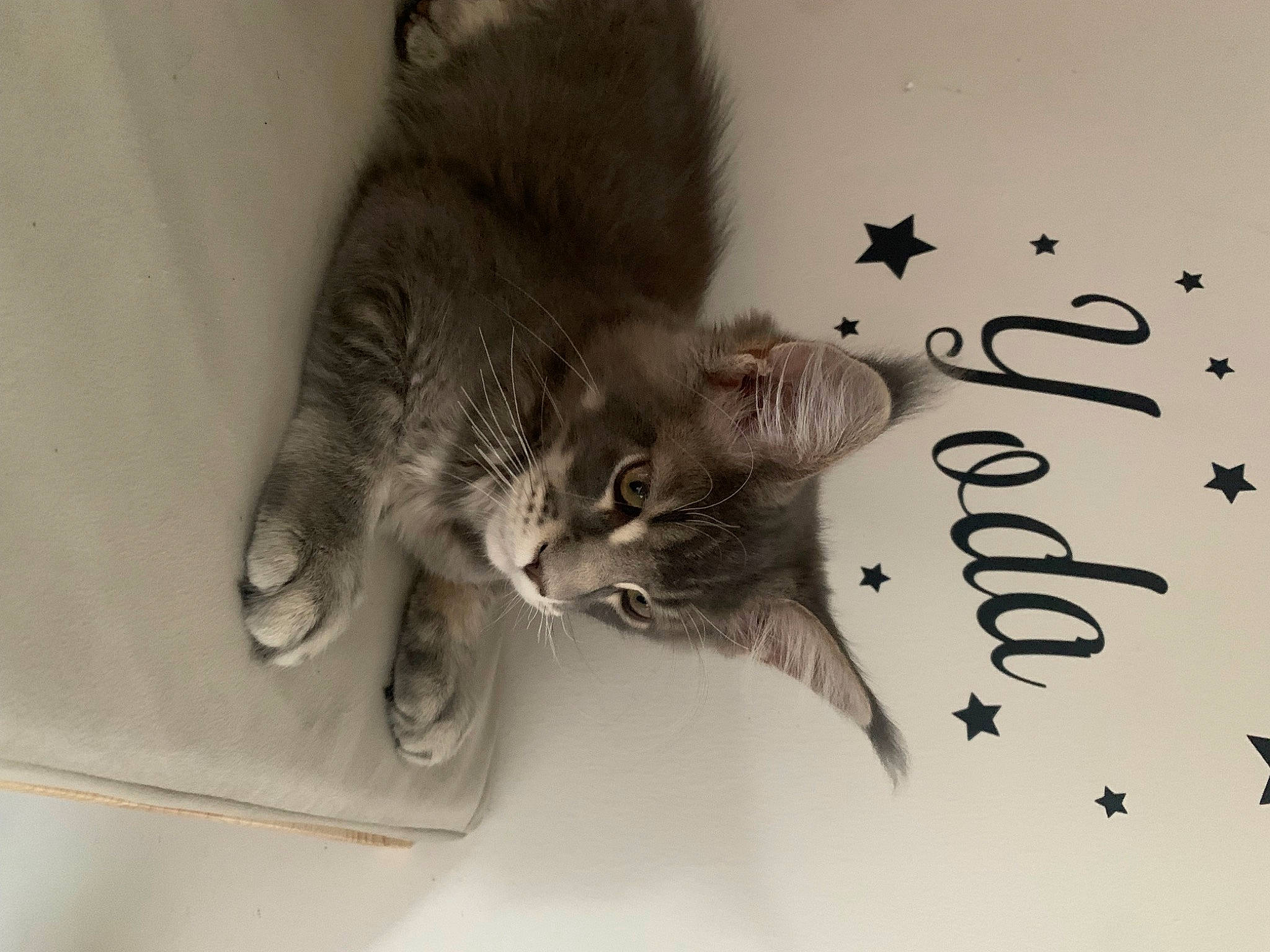 Yoda participe au concours pour gagner de l'argent avec cette photo : art, carnivore, cat, claw, domestic_short_haired_cat, felidae, font, fur, gesture, grey, monochrome, monochrome_photography, paw, photo_caption, small_to_medium_sized_cats, snout, tail, whiskers, window