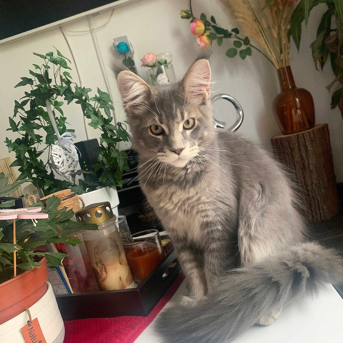 Yoda participe au concours pour gagner de l'argent avec cette photo : animal, cat, cookware, flower, flowerarrangement, herbal, herbs, indoors, interiordesign, jar, kitten, leaf, pet, plant, planter, pot, pottedplant, pottery, vase, wood