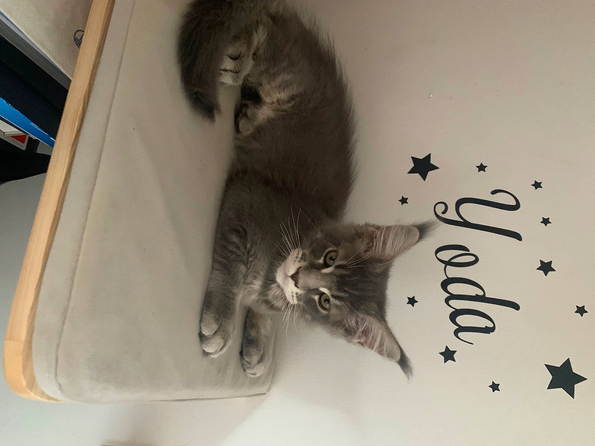 Yoda a rejoint le concours — aidez-le/la à gagner de superbes lots ! art, carnivore, cat, comfort, domestic_short_haired_cat, felidae, font, fur, grey, monochrome, monochrome_photography, paw, small_to_medium_sized_cats, tail, whiskers