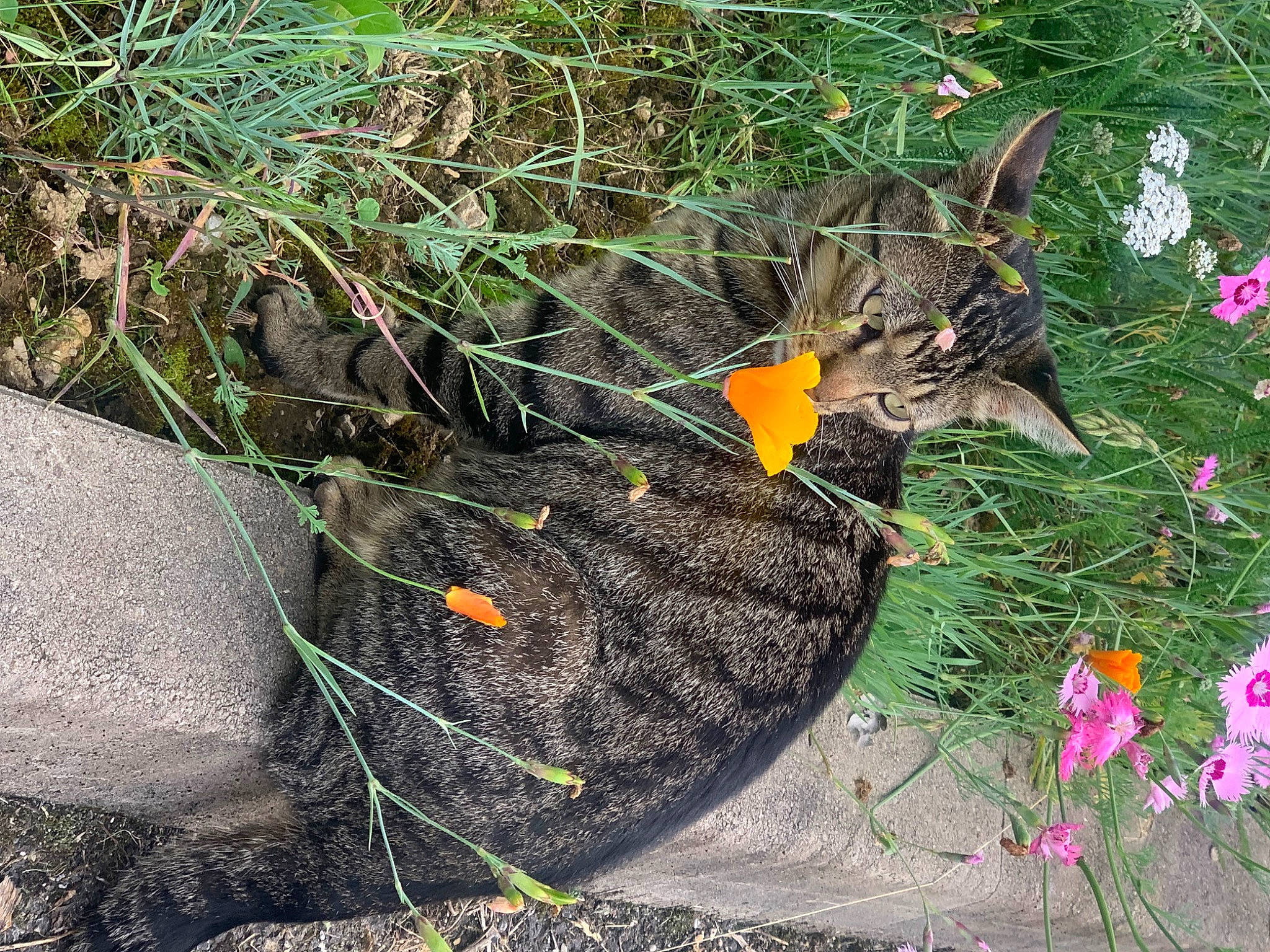 Simba participe au concours pour gagner de l'argent avec cette photo : annual_plant, botany, calabaza, cucurbita, flower, flowering_plant, garden, grass, groundcover, herb, herbaceous_plant, landscape, petal, plant, road_surface, rock, soil, subshrub, terrestrial_plant, wildflower