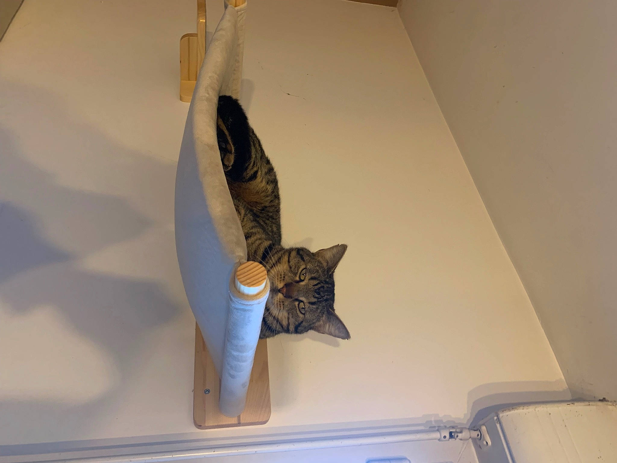 Simba participe au concours pour gagner de l'argent avec cette photo : art, artifact, ceiling, display_case, feather, felidae, fin, fish, metal, mythical_creature, paper, ray_finned_fish, recreation, room, sculpture, shelf, tail, visual_arts, wing, wood