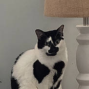 Electra joined the competition — help win amazing prizes! animal, black_and_white, cat, curious, decor, domestic_animal, ears, eyes, feline, fur, furniture, home, indoor, lamp, pet, portrait, sitting, table, whiskers, wooden_surface