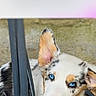 animal, black_fur, blue_eyes, brown_fur, cables, cute, dog, ears, fur, lock_screen, looking, nose, outdoor, pet, portrait, puppy, rocks, time_display, white_fur, young_dog